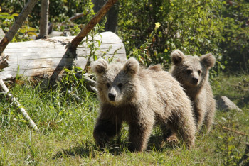 Mladí medvědi plaví ze Zoo Hluboká se stěhují do Indonésie Mladí medvědi plaví ze Zoo Hluboká se stěhují do Indonésie